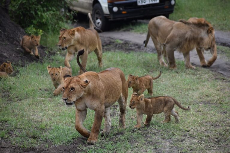 Which animals do you expect to see on your Uganda Safari Tour