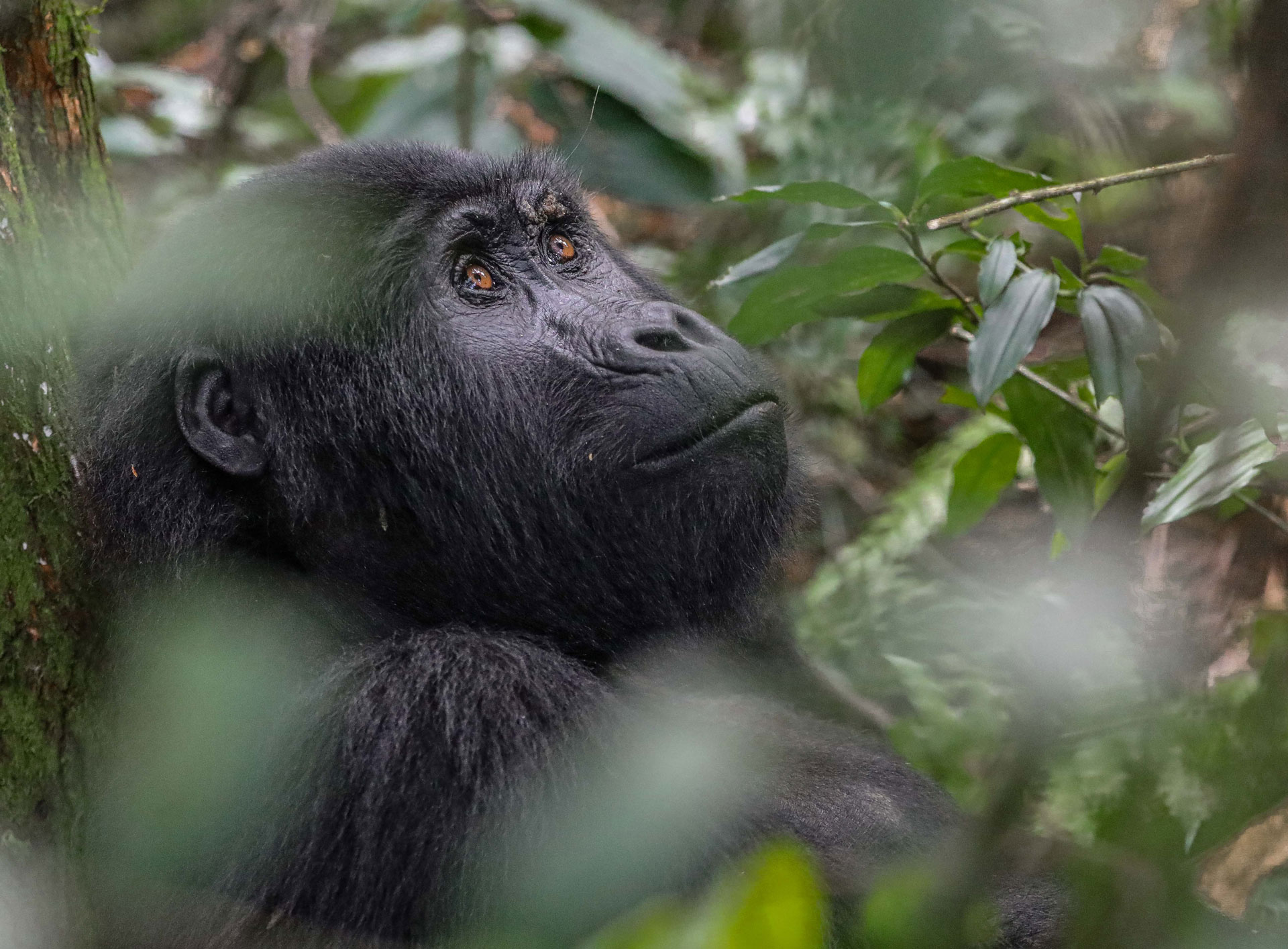 6 Days Uganda Gorillas and Wildlife Safari