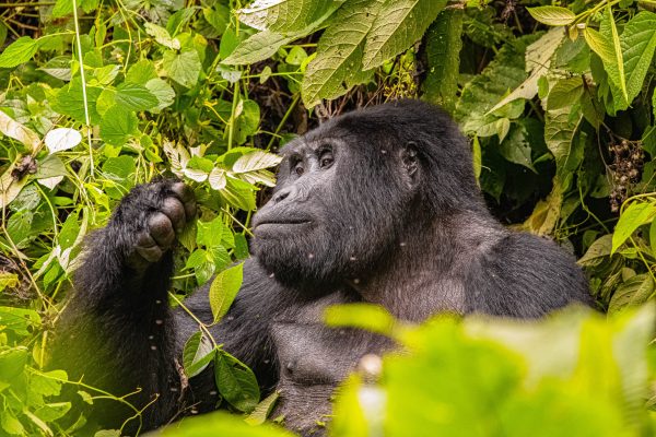 15 Days Uganda Birding and Gorilla Safari