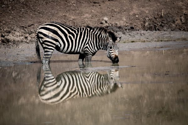 zebra